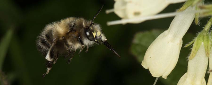 زندگی نوعی زنبور در میان مواد مذاب آتشفشانی